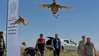 Adıyaman Sincik'te 200 keklik doğaya salındı