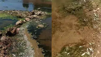 Karasu Çayı'nda toplu balık ölümleri : Yetkililerin araştırılması talep edildi