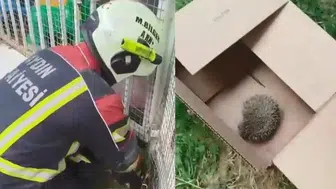 Aydın Nazilli'de tel örgülere takılan kirpi kurtarıldı