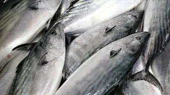 Karabük Eflani’de yaklaşık 11 kilo ağırlığında turna balığı yakalandı