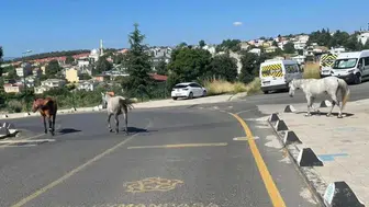 Tekirdağ'da başıboş atlar mahalle sakinlerini tedirgin etti