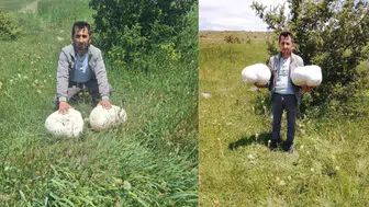 Sivas'ta 20 kiloluk dev mantar bulundu