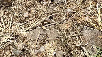 Çanakkale'de çekirge ile mücadele : 400 dekar alan ilaçlandı
