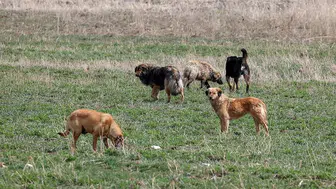 Şanlıurfa'da 8 yaşındaki çocuk sahipsiz köpeklerin saldırısına uğradı