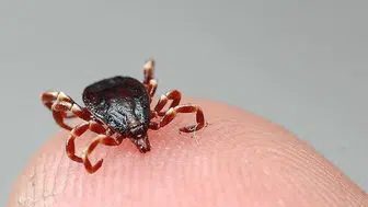Tokat'ta 5 kişiye KKKA hastalığı teşhisi konuldu