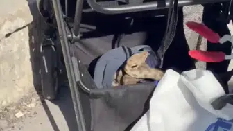 Şanlıurfa'da piknikte ağaçtan bebek arabasına yılan düştü