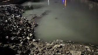 Bakırköy'de binlerce ölü balık kıyıya vurdu