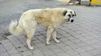 İki belediye başkanı hakkında soruşturma izni