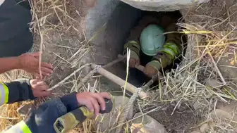 Hatay'da su kuyusuna düşen koyunları itfaiye ekipleri kurtardı