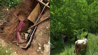 Kocaeli'de büyükbaş hayvan definecilerin kazdığı kuyuya düştü