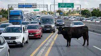 Hatay otobanında kaçan angus trafiği birbirine kattı