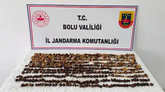Bolu'da 4,5 kilogram yabani salep toplayan 3 kişiye rekor ceza : Tam 2 milyon 97 bin TL