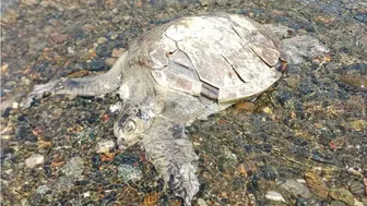 Muğla Ula’da sahilde ölü Caretta Caretta bulundu