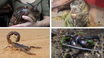 İstanbul’da egzotik hayvan operasyonu : Evden tarantula, yılan ve iguana çıktı