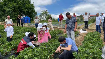 Samsun'da yayla çileği hasadı gerçekleştirildi