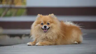 Kapıkule'de köpek kaçakçılığı girişimi engellendi