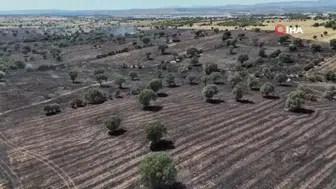 Uşak'ta tarım arazi yandı : 600 dekar ekili alan zarar gördü