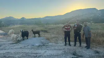 Bilecik'te kayıp 9 hayvan jandarma tarafından bulundu