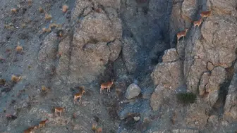 Munzur Dağları'nda yaban keçileri doğal alanlarında görünütlendi
