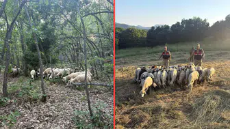 Tunceli'de kaybolan 32 hayvan, dron destekli arama çalışmasıyla bulundu