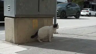 Burdur'da köpeğine saldıran kediye tekme attı