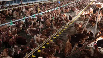 Mersin'de menşei belirsiz tavuk skandalı !  5 bin 890 tavuk bertaraf edildi