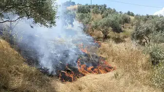 Aydın'da makilik alanda yangın çıktı : 40 dekar alan zarar gördü