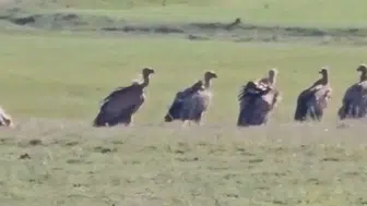 Van Özalp'te kızıl akbaba sürüsü görüntülendi