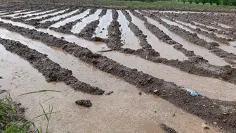 Malatya'da dolu yağışı : Tarım arazileri sular altında kaldı