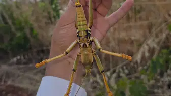 Adıyaman'da dev çekirge görenleri şaşırttı