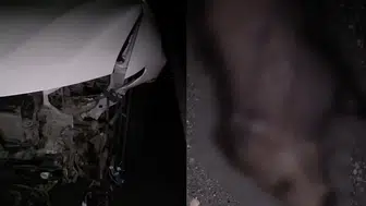 Elazığ'da otomobil domuz sürüsüne çarptı : 2 domuz telef oldu