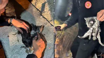 Çankırı'da metruk binada yangın çıktı : Mahsur kalan 3 yavru kedi kurtarıldı