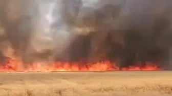 Şanlıurfa Harran'da buğday tarlasında yangın : 300 dönümlük arazi yandı