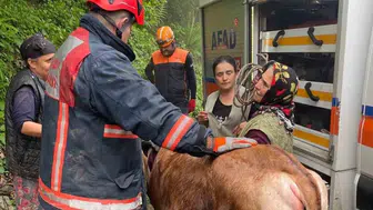 Afyonkarahisar'da inek belediyenin kazdığı çukura düştü