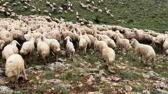 Sivas'ta koyun sürüsüne yıldırım düştü : 5 koyun telef oldu