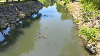 Manisa'da yavru ördekler çocukların ilgi odağı oldu