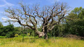Robin Hood'un saklandığı rivayet edilen 1200 yıllık tarihi meşe ağacı kurudu