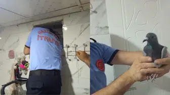 Gaziantep'te bir apartmanın havalandırma boşluğunda güvercin mahsur kaldı