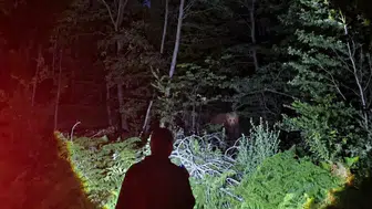 Bursa'da ekipler denetim esnasında ayı ile karşılaştı