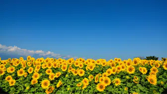 Yağlık ayçiçeği tohumu ve ham ayçiçek yağı için tarife kontenjanı açıldı
