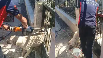 Tokat'ta köpek demir kapıya sıkıştı, itfaiye ekipleri kurtardı