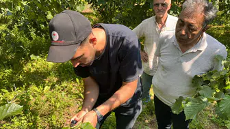 Düzce'de kokarcayla mücadele : Samuray arıları doğaya bırakıldı