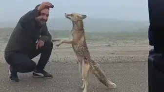 Bayburt'ta yayla yolunda karşılaştıkları tilkiyi kekle beslediler