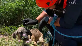 Siirt'te kuyuya düşen köpek kurtarıldı