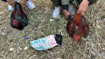 İstanbul’da Hayvanları Koruma Derneği baskını : Horoz dövüşü ve kumar ortaya çıktı