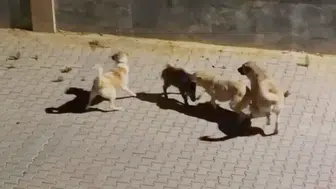 Kuşadası'nda iki köpeğin saldırdığı yaban domuzu, sürüsünün gelmesiyle kurtuldu