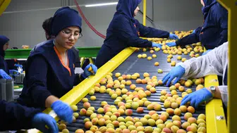 Malatya kayısısında ihracat sezonu başladı : Avrupa’ya sevkiyatlar başladı