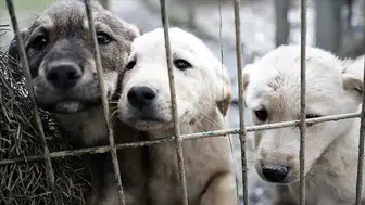 Ankara'da  52 bin sahipsiz sokak köpeği toplatıldı