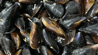 Samsun'da 150 kilogram kaçak midye ele geçirildi