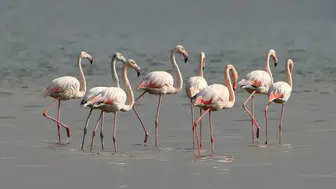 Tuz Gölü'nde son 5 yılın en yüksek flamingo yavrusu sayısına ulaşıldı